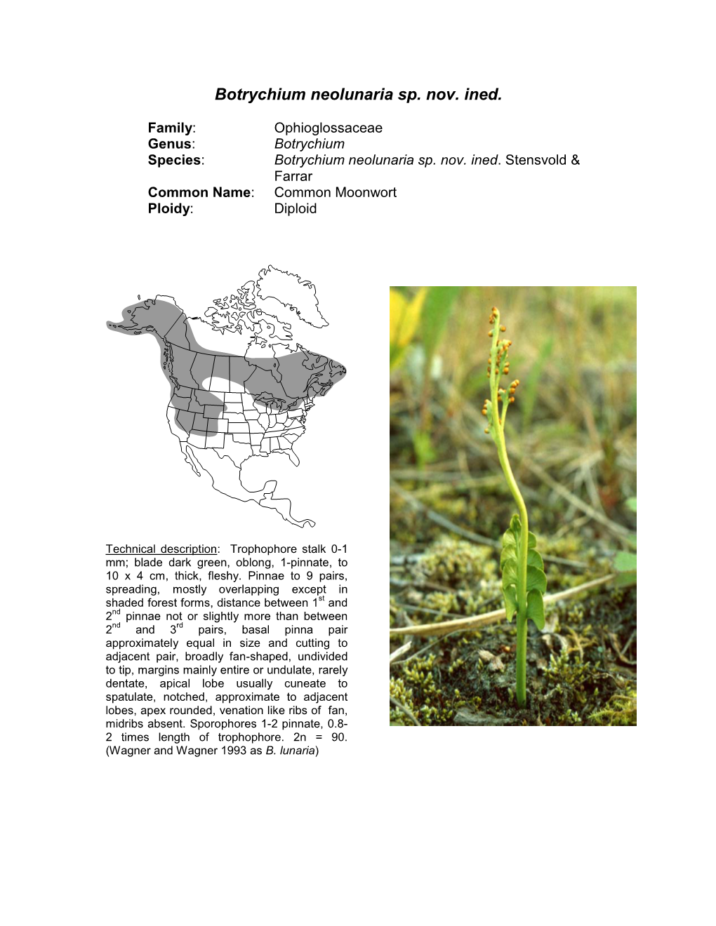 Botrychium Lunaria by Swartz in 1801 (Schrader’S Journal Fur Die Botanik 2:110)