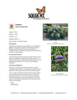 Squak Mountain Nursery Cardoon