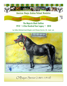 O'bajan Senior (1881-1910) the Majestic Black Stallion 1910 ~ A