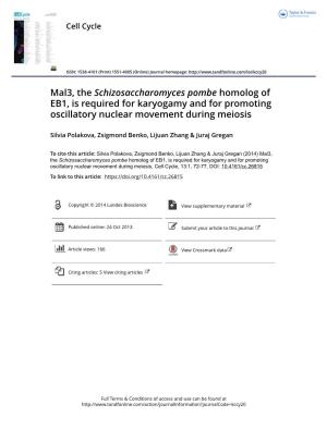 Mal3, the Schizosaccharomyces Pombe Homolog of EB1, Is Required for Karyogamy and for Promoting Oscillatory Nuclear Movement During Meiosis