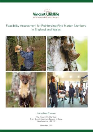 Feasibility Assessment for Reinforcing Pine Marten Numbers in England and Wales