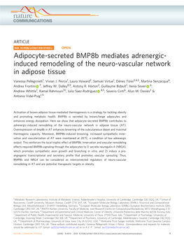 Adipocyte-Secreted Bmp8b Mediates Adrenergic-Induced Remodeling Of