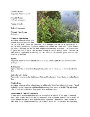 Common Name: Anglestem Primrose-Willow Scientific Name: Ludwigia Leptocarpa Family: Myrtales Order: Onagraceae Wetland Plant