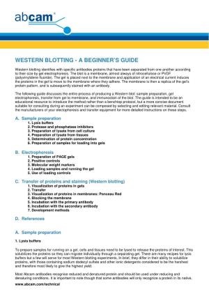Western Blotting - a Beginner’S Guide