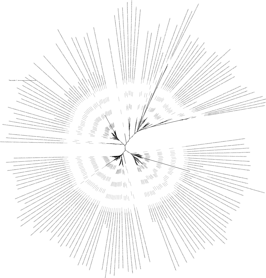 Tree Scale: 1 D Bacteria P Desulfobacterota C Jdfr-97 O Jdfr-97 F Jdfr-97 G Jdfr-97 S Jdfr-97 Sp002010915 WGS ID MTPG01