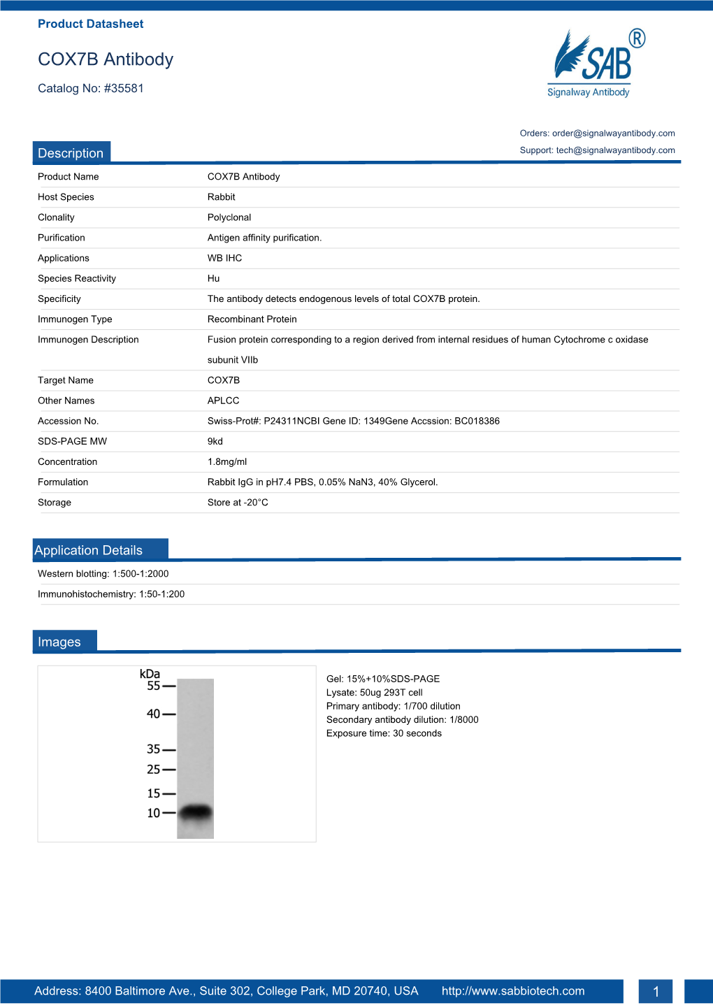 COX7B Antibody