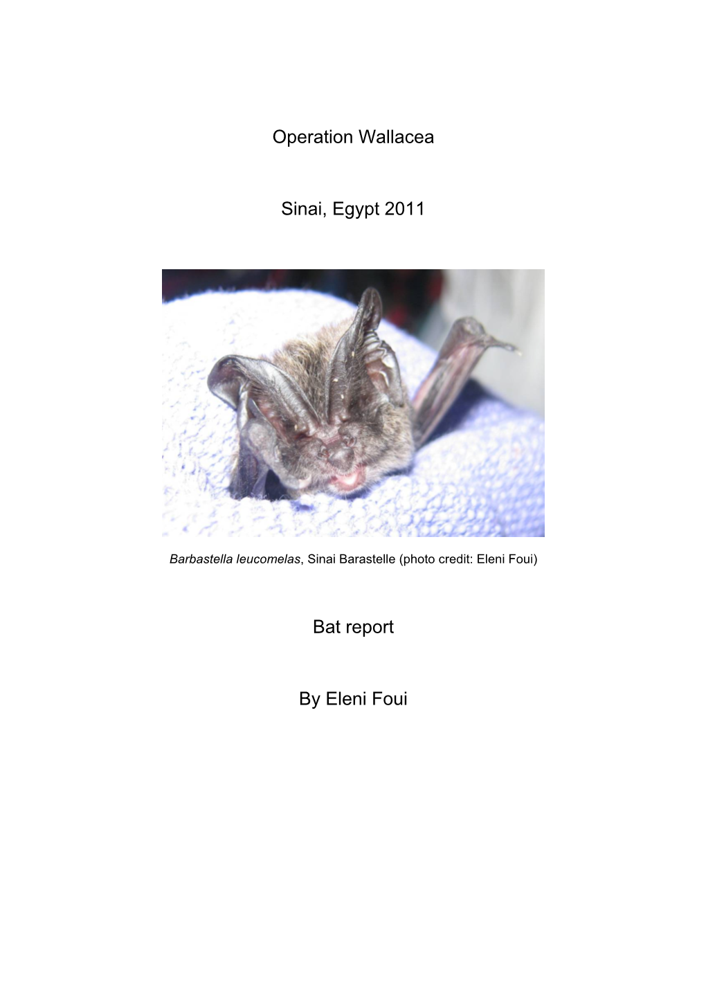 Operation Wallacea Sinai, Egypt 2011 Bat Report by Eleni Foui