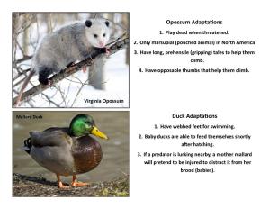 Opossum Adaptations 1