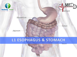L1 Esophagus & Stomach.Pdf