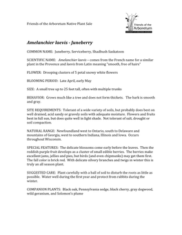 Amelanchier Laevis -‐ Juneberry