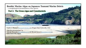 Benthic Marine Algae on Japanese Tsunami Marine Debris – a Morphological Documentation of the Species