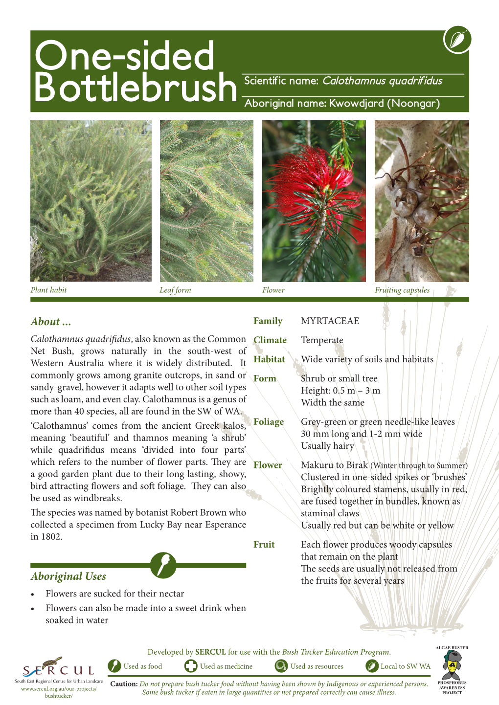 One-Sided Bottlebrush