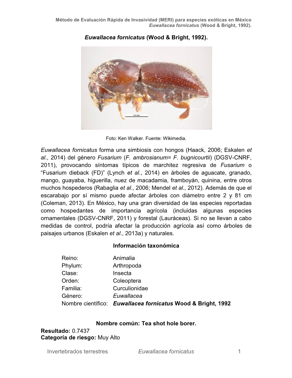 Invertebrados Terrestres Euwallacea Fornicatus 1 Euwallacea Fornicatus (Wood & Bright, 1992). Euwallacea Fornicatus Form