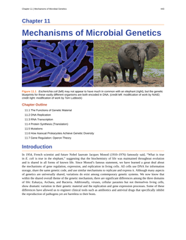 Mechanisms of Microbial Genetics 443