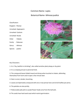 Common Name- Lajalu Botanical Name- Mimosa Pudica