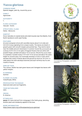 Yucca Gloriosa