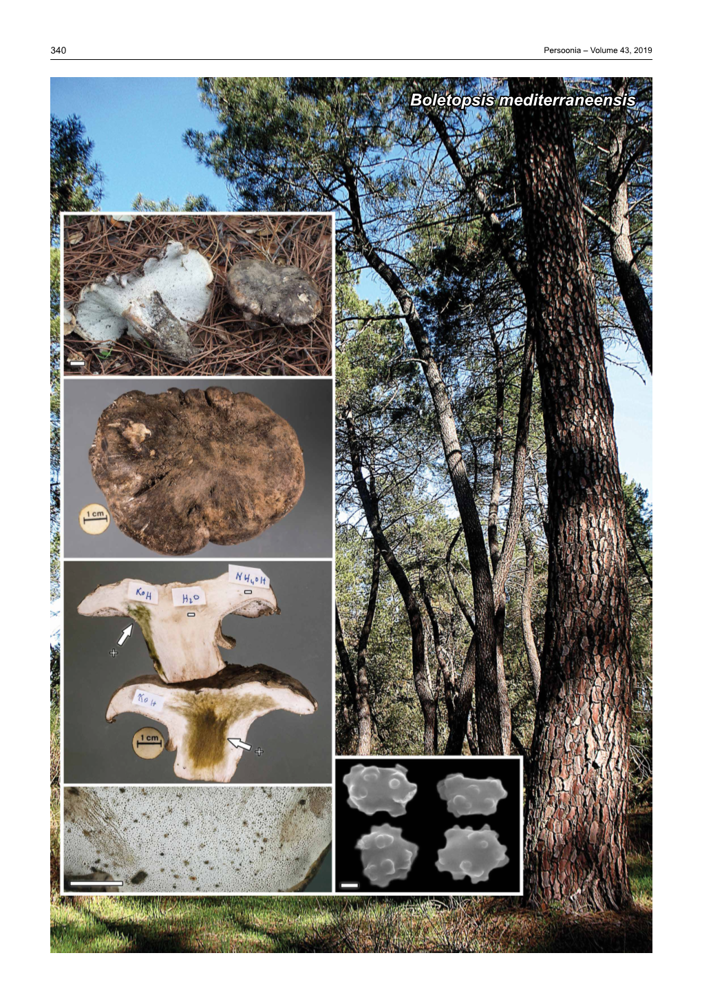 Boletopsis Mediterraneensis Fungal Planet Description Sheets 341