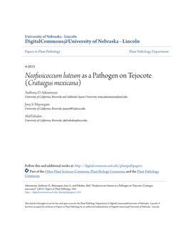 &lt;I&gt;Neofusicoccum Luteum&lt;/I&gt; As a Pathogen on Tejocote (&lt;I