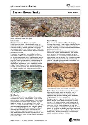 Eastern Brown Snake Fact Sheet
