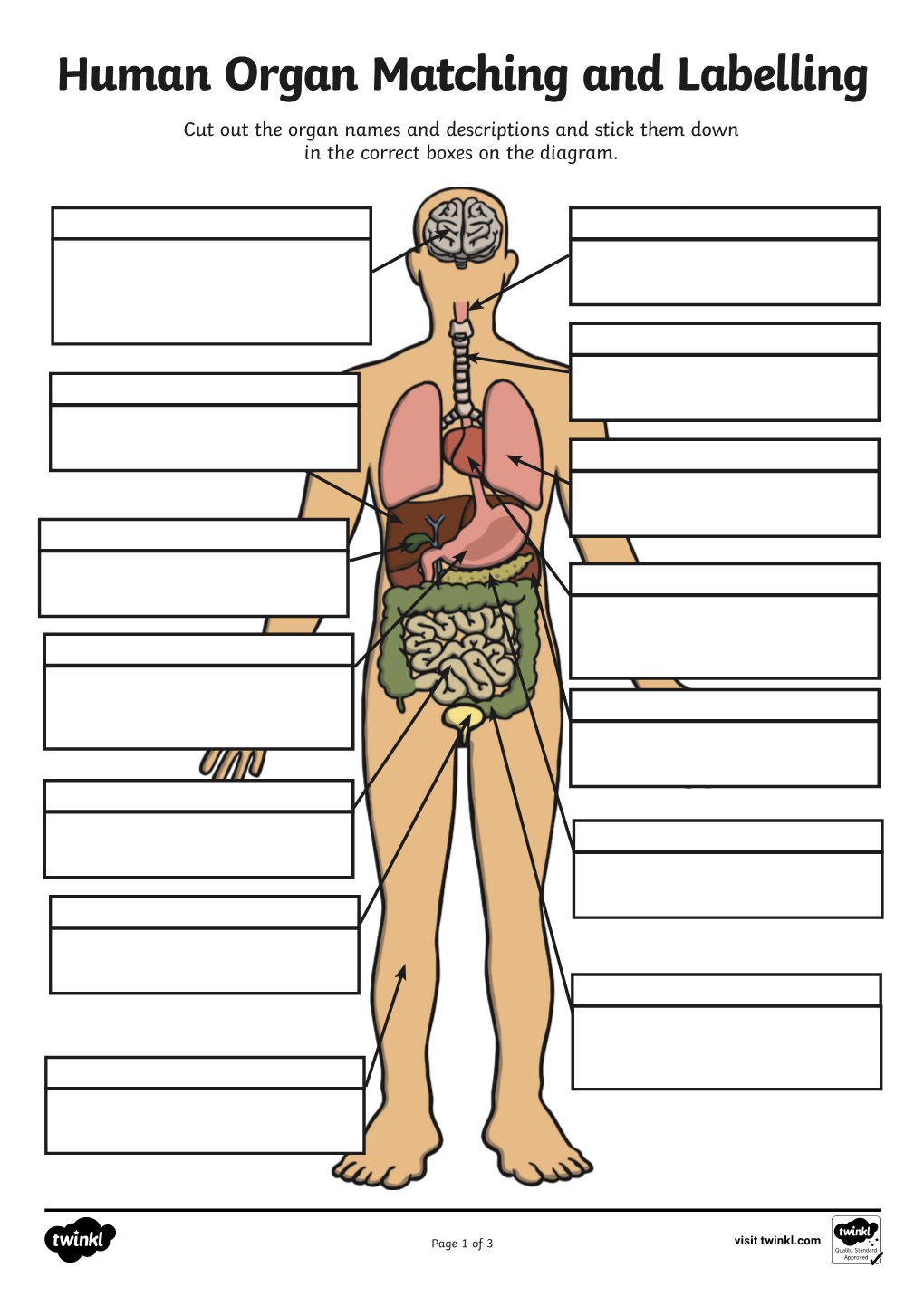 Human Organ Matching and Labelling Cut out the Organ Names and Descriptions and Stick Them Down in the Correct Boxes on the Diagram