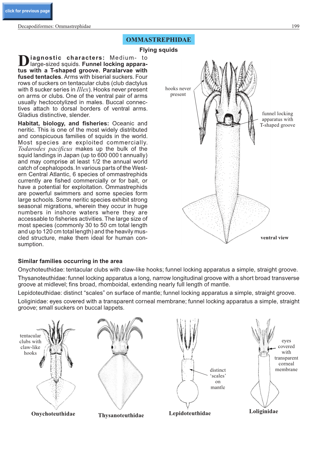 Ommastrephidae 199