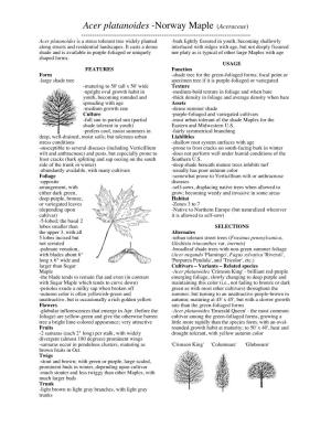 Acer Platanoides -Norway Maple (Aceraceae)