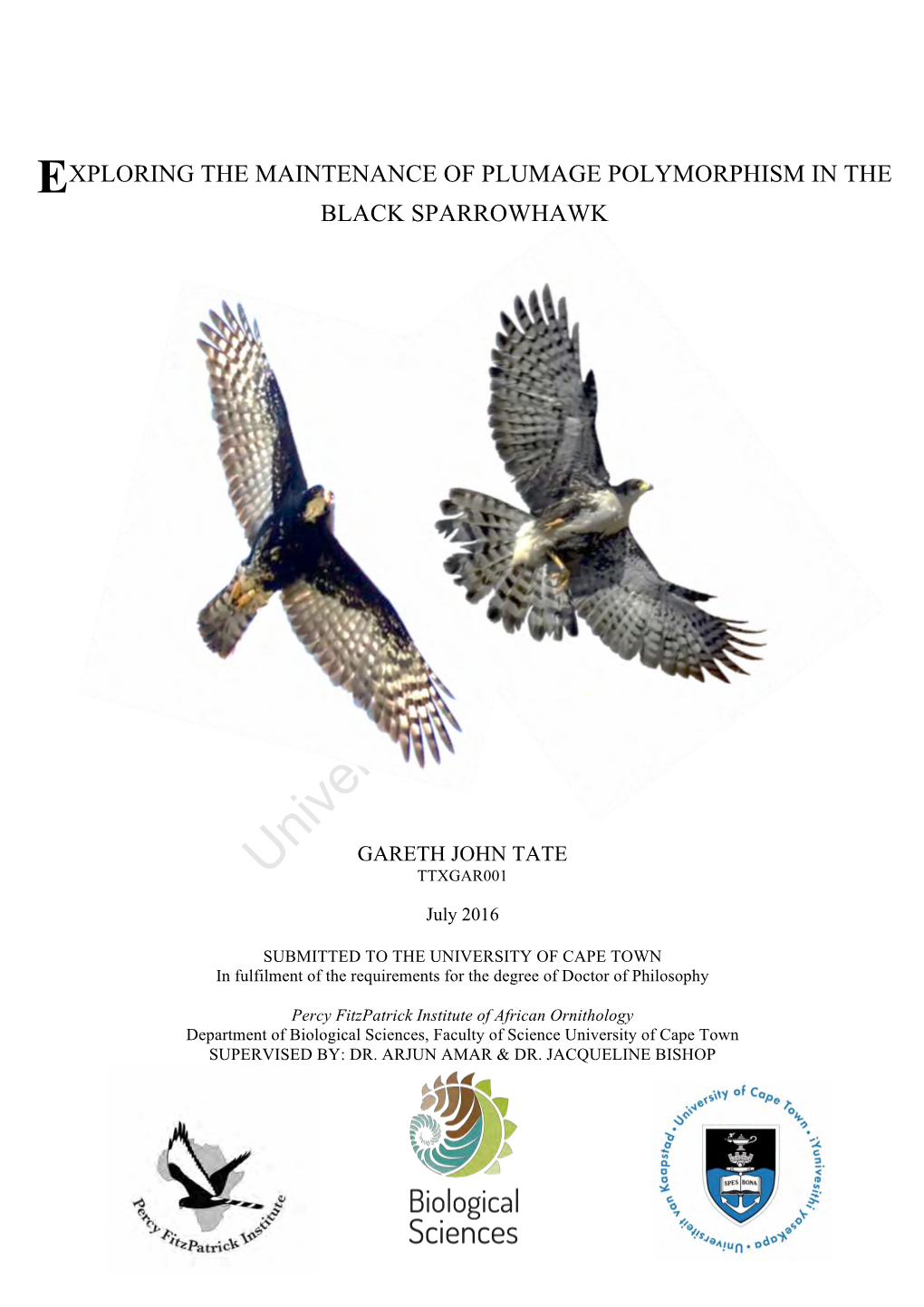 Exploring the Maintenance of Plumage Polymorphism in the Black Sparrowhawk