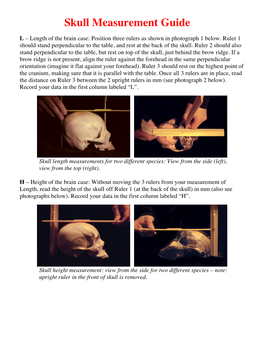 AP Skull Measurement Guide, Laminate