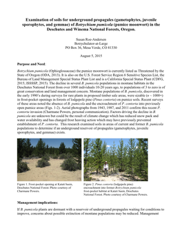 (Gametophytes, Juvenile Sporophytes, and Gemmae) of Botrychium Pumicola (Pumice Moonwort) in the Deschutes and Winema National Forests, Oregon