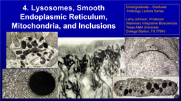 Lysosomes, Smooth Endoplasmic Reticulum, Mitochondria, And
