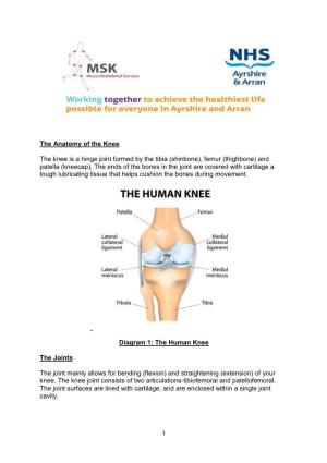 The Anatomy of the Knee the Knee Is a Hinge Joint Formed by the Tibia