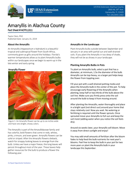 Amaryllis in Alachua County Fact Sheet # ACFFL1311