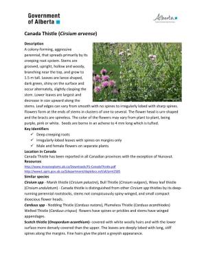 Canada Thistle (Cirsium Arvense)