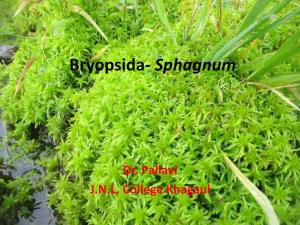 Bryopsida- Sphagnum