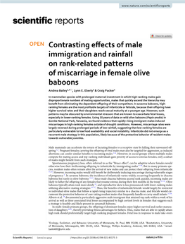 Contrasting Effects of Male Immigration and Rainfall on Rank-Related Patterns of Miscarriage in Female Olive Baboons