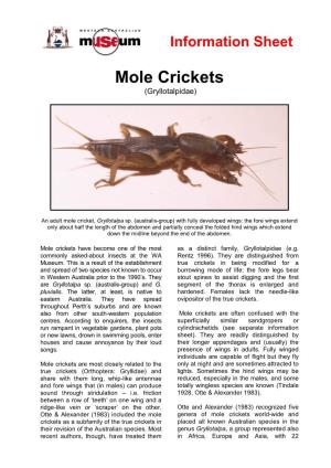 Mole Crickets (Gryllotalpidae)