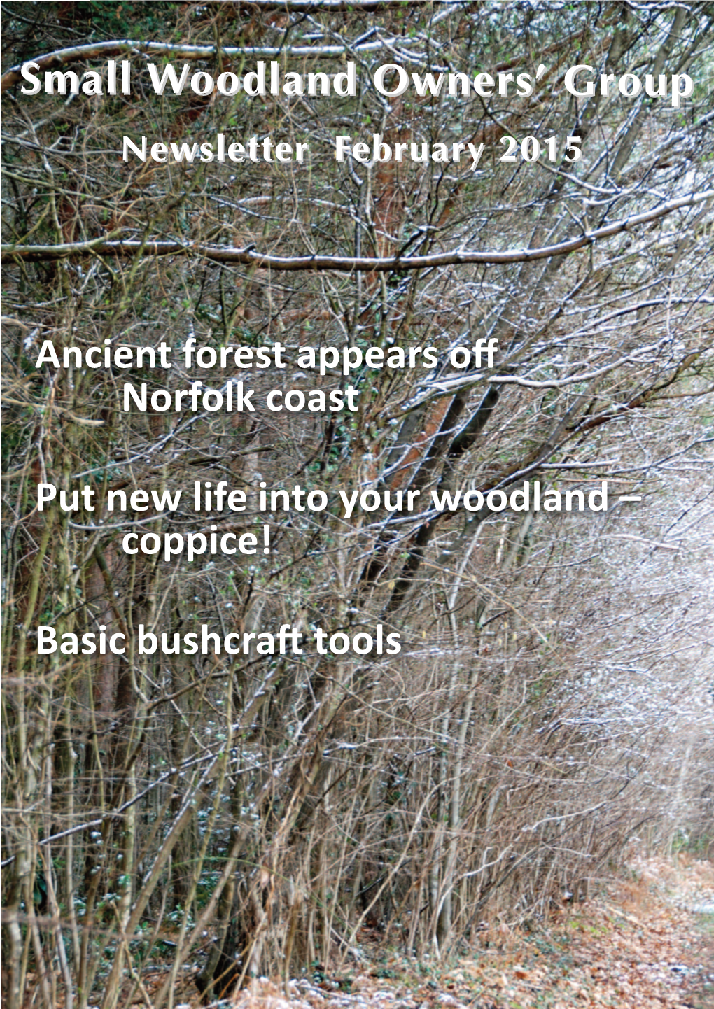 Small Woodland Owners' Group Ancient Forest Appears Off Norfolk