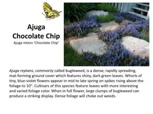 Ajuga Chocolate Chip Ajuga Retans ‘Chocolate Chip’