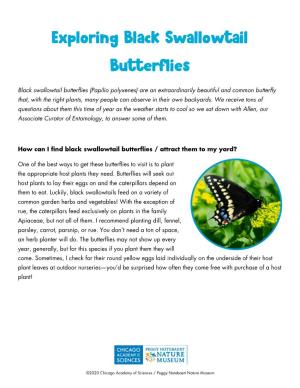Exploring Black Swallowtail Butterflies