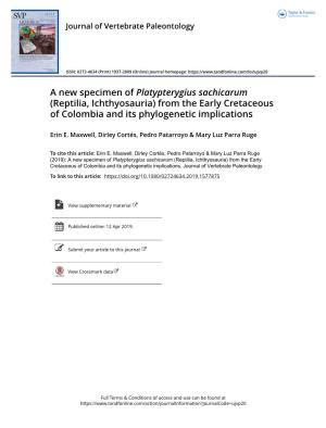 A New Specimen of Platypterygius Sachicarum (Reptilia, Ichthyosauria) from the Early Cretaceous of Colombia and Its Phylogenetic Implications