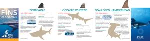 Porbeagle Oceanic Whitetip SCALLOPED Hammerhead VOTE YES Appendix II Endangered in Northwest Pacific