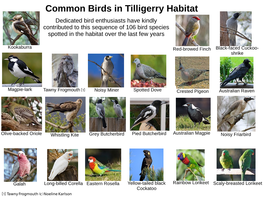 Common Birds in Tilligerry Habitat