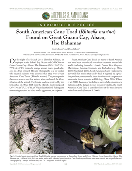 South American Cane Toads Are Native to South America Oemployee at The