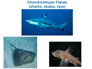 Chondrichthyan Fishes (Sharks, Skates, Rays) Announcements