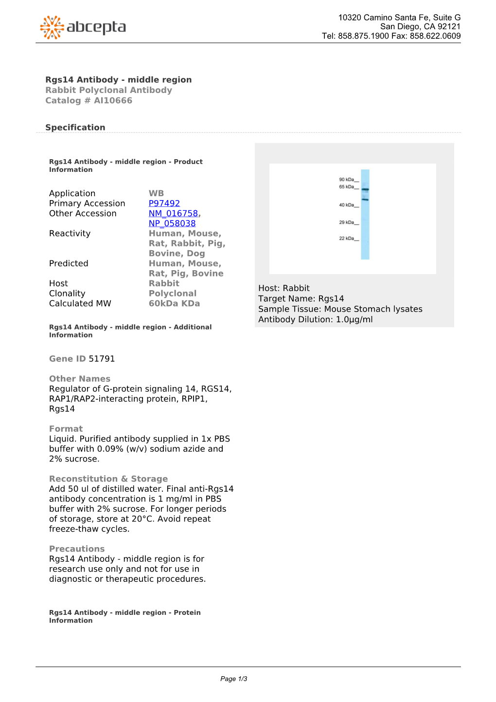 Rgs14 Antibody - Middle Region Rabbit Polyclonal Antibody Catalog # AI10666