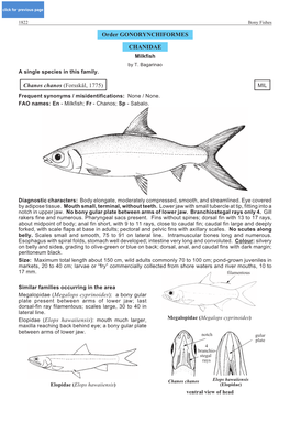 Order GONORYNCHIFORMES