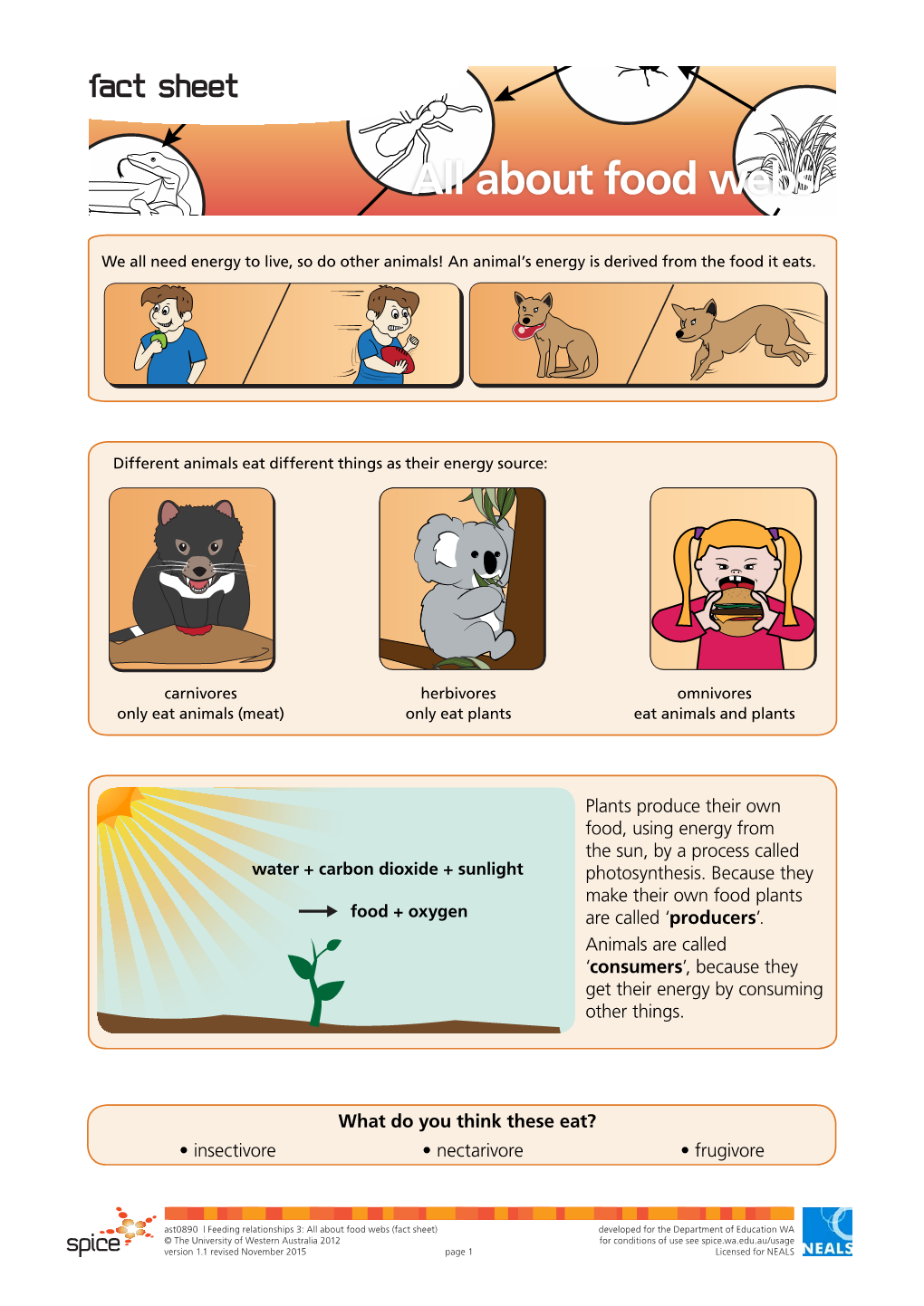 All About Food Webs