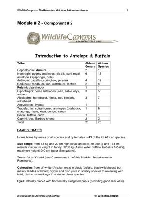 Introduction to Antelope & Buffalo