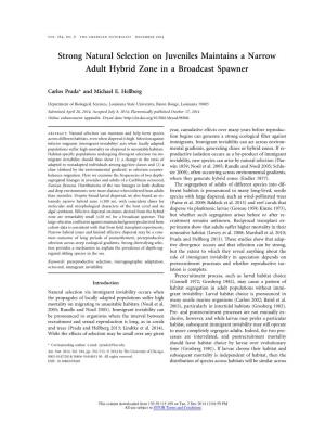 Strong Natural Selection on Juveniles Maintains a Narrow Adult Hybrid Zone in a Broadcast Spawner