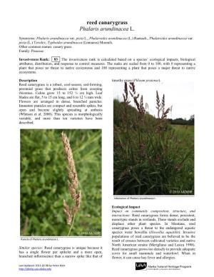 Reed Canarygrass Phalaris Arundinacea L
